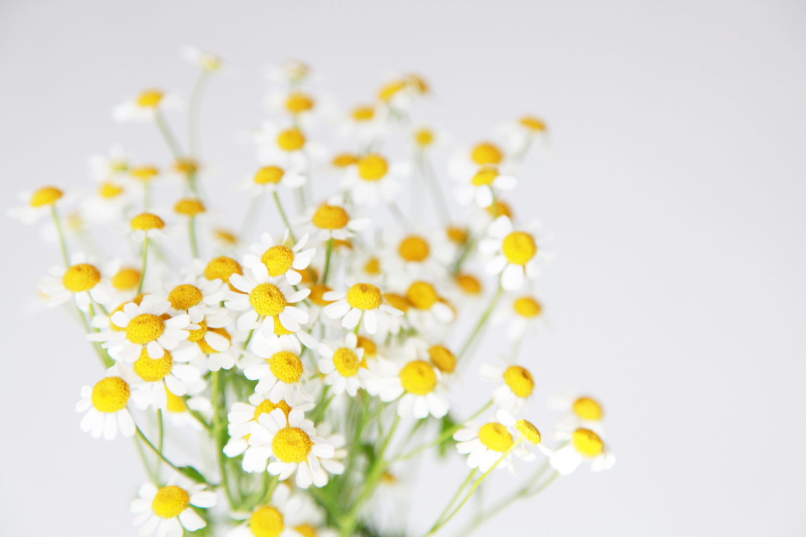 Close-Up Photo of White Flowers